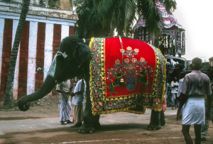 Parade éléphant